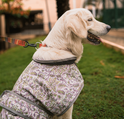 5 Reasons Why Indian Prints are the Hottest Trend in Dog Clothing!