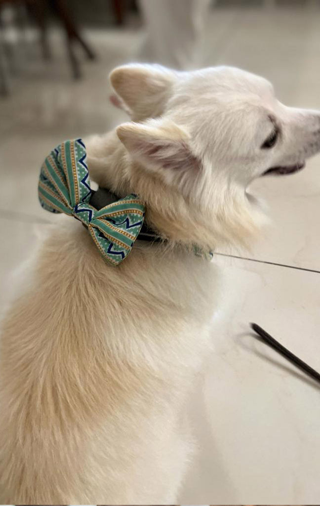 Accessories for pets|Flury